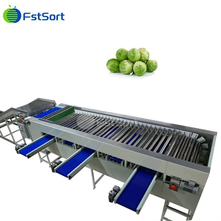 Gutpela Gutpela FstSort Brussels Sprout Sorting Line Vegetable Grading Machine